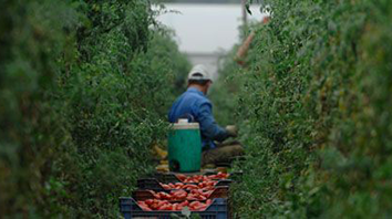 Come si produce il Pomodoro