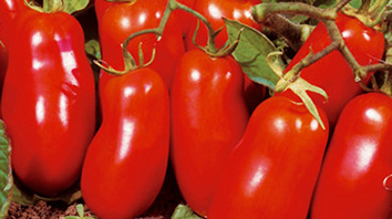 Pomodoro San Marzano